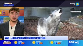 Var: le loup rétrogradé d'espèce "strictement protégée" à "protégée", quelles réactions dans le département?