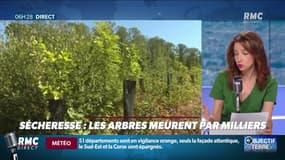 Objectif Terre : Les arbres meurent par milliers à cause de la sécheresse - 12/08