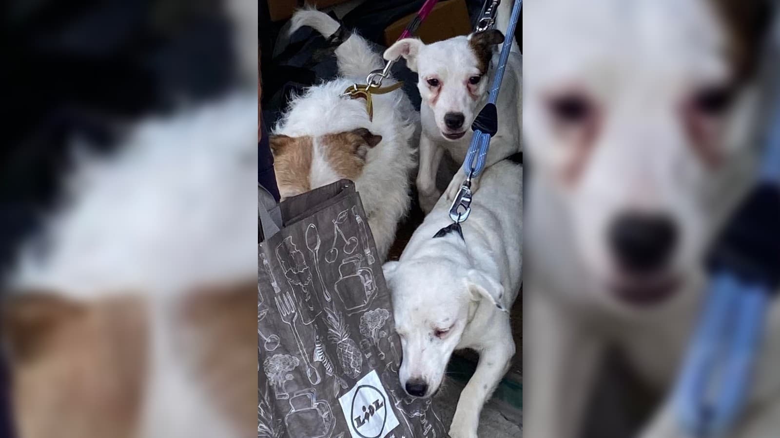 Six chiens ont été découverts dans une maison laissée à l'abandon. Six chiens ont été découverts dans une maison laissée à l'abandon.