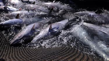 Dans sa consultation sur "les possibilités de pêche en 2016", Bruxelles exige que les pêcheurs ne rejettent plus des poissons par dessus bord.