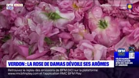 Verdon: la rose de Damas est en fleur et dévoile ses arômes