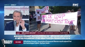 Loup: "En France chaque loup tue environ 30 animaux domestiques"