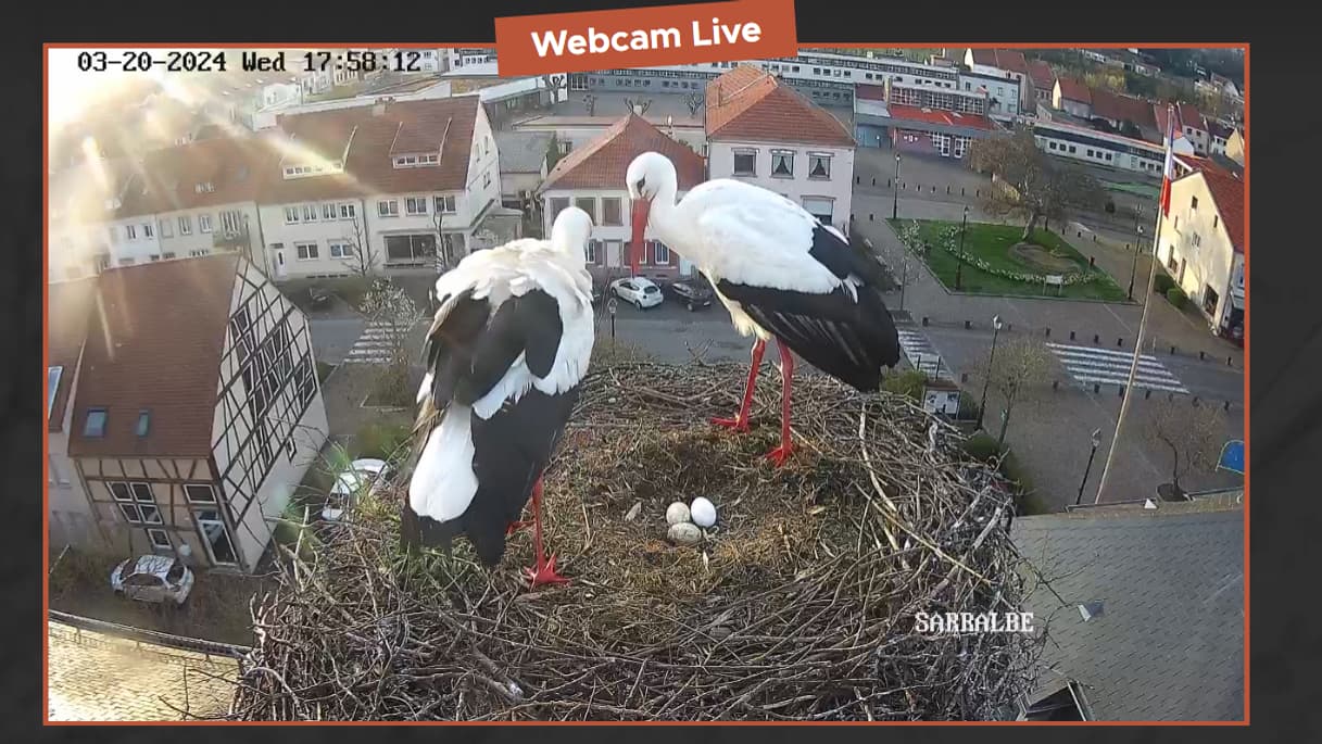 La webcam installée par la ville de Sarralbe, en Moselle, pour observer le nid des cigognes. La webcam installée par la ville de Sarralbe, en Moselle, pour observer le nid des cigognes.