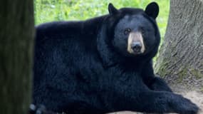 Un ours noir du parc animalier de Thoiry (image d'illustration)