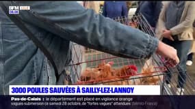 Nord: 3.000 poules destinées à l'abattoir sauvées à Sailly-lez-Lannoy