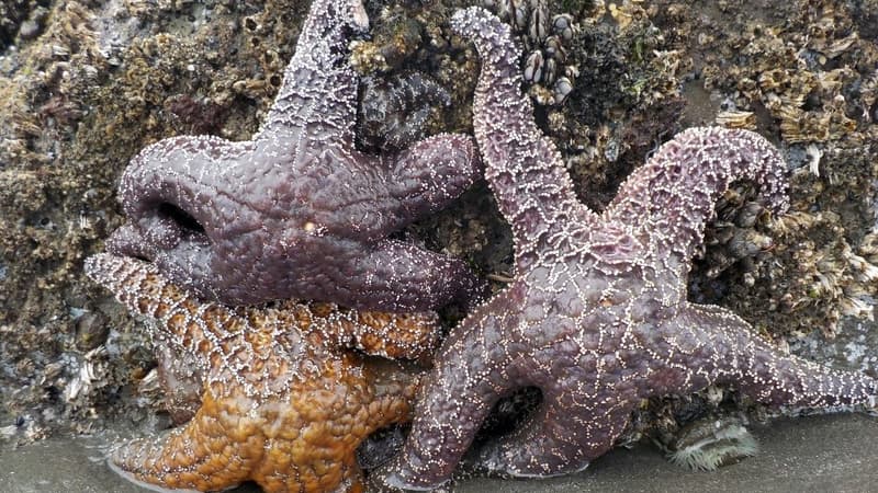 Image d'illustration - Des milliers de couteaux étaient également échouées sur la plage d'Hardelot