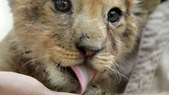 Paris Un Lionceau Decouvert Dans Une Voiture Sur Les Champs Elysees