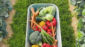Cueillir vos fruits et légumes dans les fermes peut vous permettre de faire des économies.