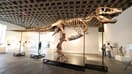 Gus, un squelette monté de tyrannosaure rex, l'un des plus grands T. rex jamais découverts, lors d'une avant-première réservée à la presse à New York, le 1er juillet 2026.