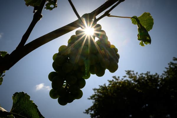 Les vignes du "Château de Ciceron", à Ribaute, le 26 juillet 2023. Les propriétaires de ce vignoble se sont adaptés au réchauffement climatique en plantant des cépages portugais et espagnols.