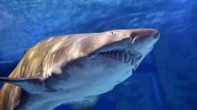 Le plongeur aurait été attaqué par un requin bouledogue