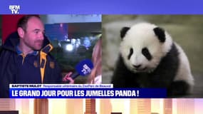 Le grand jour pour les jumelles panda ! - 11/12
