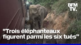 Sri Lanka: un train percute et tue six éléphants