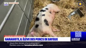 Calvados: garagiste, il élève des porcs à Bayeux