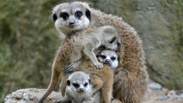 Le Meerkat, suricate en français, est une petit animal qui surveille son environnement pour développer sa famille. C'est aussi le nom de cette startup qui a fait réagir Twittter dans l'urgence.