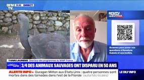 Biodiversité: depuis 50 ans, 73% des animaux sauvages ont diminué dans le monde selon un rapport de WWF France