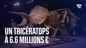  Record pour "Big John": le squelette de tricératops adjugé à 6.6 millions d'euros