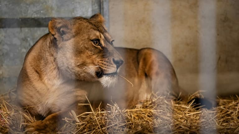 La lionne Luladja, secourue de la guerre en Ukraine, dans un enclos du Parc animalier de l'Auxois, le 26 janvier 2024 à Arnay-sous-Vitteaux, en Côte d'Or. (Photo d'illustration)