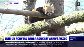 Lille: un nouveau panda roux est arrivé au zoo 
