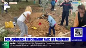 Fos-sur-Mer: opération de reboisement avec les pompiers, 150 arbres plantés
