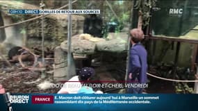 "On ne protège pas que les gorilles, on protège aussi tout ce qui est autour": De Beauval au Gabon, deux primates renvoyés dans leur habitat naturel