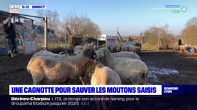 Une cagnotte pour sauver les moutons saisis