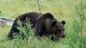 Photo d'illustration d'un ours brun