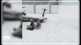 Ce panda aime lui aussi se rouler dans la neige