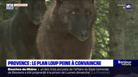 Provence: un nouveau Plan Loup qui peine à convaincre éleveurs et associations