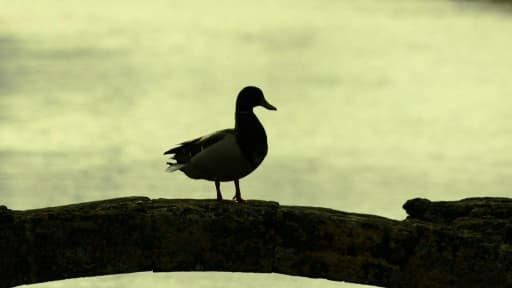 La petite commune catalane de Roses, dans le nord de l'Espagne, va peut être devoir renoncer à sa folklorique "poursuite des canards", après qu'une estivante a frappé un défenseur des animaux à coups de volatile