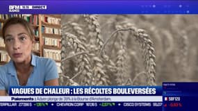 L'invité : Vers une hausse des prix du blé ? - 17/08