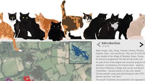 L'application de la BBC permet de suivre dix chats grâce à des caméras GPS posées sur eux.
