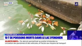 Dix tonnes de poissons morts à Enghien-les-Bains: comment éviter que cela ne se reproduise?