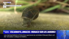 Comment protéger son jardin des escargots et des limaces?