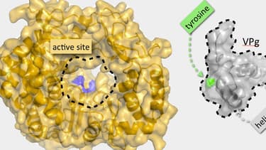 Représentation du norovirus responsable des gastro-entérites.