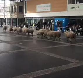 Des moutons à l'université Paris 13 - Témoins BFMTV