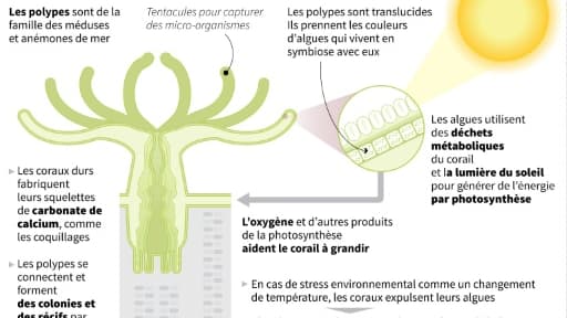 Qu'est-ce que le corail?