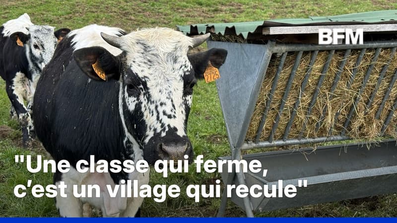 ROBIN DE BFM - Des vaches inscrites à l’école, pour sauver une classe