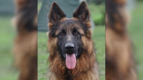 Texane, une Berger allemand d'un éleveur d'Eure-et-Loir, volée le 25 février 2025 au Salon de l'agriculture à Paris.