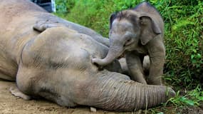 Un éléphant pygmée aux côtés de sa mère morte le 29 janvier 2013 dans l'Etat de Sabah, à Bornéo, en Malaisie (photo d'illustration).