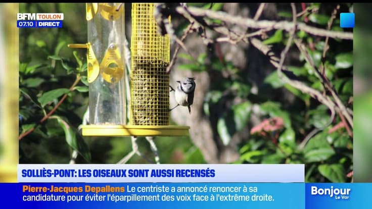 Solliès-Pont : les oiseaux sont aussi recensés