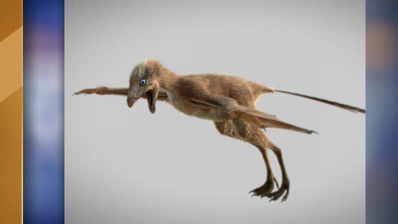 Vue d'artiste du Ambopteryx longibrachium.