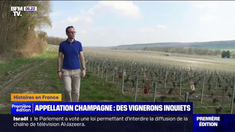 Champagne: 40 nouvelles communes vont être autorisées à utiliser l'appellation d'ici 2028 pour s'adapter aux aléas climatiques