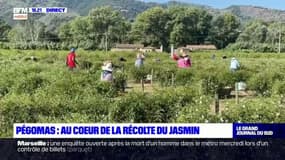 Alpes-Maritimes: la récolte du jasmin bat son plein à Pégomas