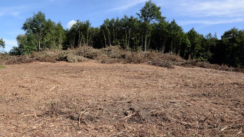 Vue du site de la forêt de Sivens, sur lequel le barrage doit être construit.