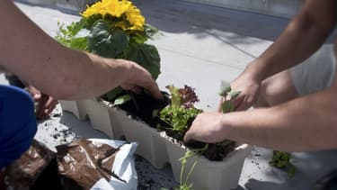 En s'adonnant au jardinage, les salariés font baisser leur niveau de stress mais créent aussi de nouveaux liens.