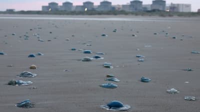 Les méduses sur le sable devant la centrale de Gravelines.