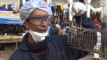 Campagne de dératisation du CICR dans une prison malgache