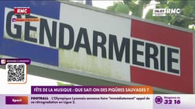 Fête de la musique : que sait-on vraiment des piqûres sauvages ?