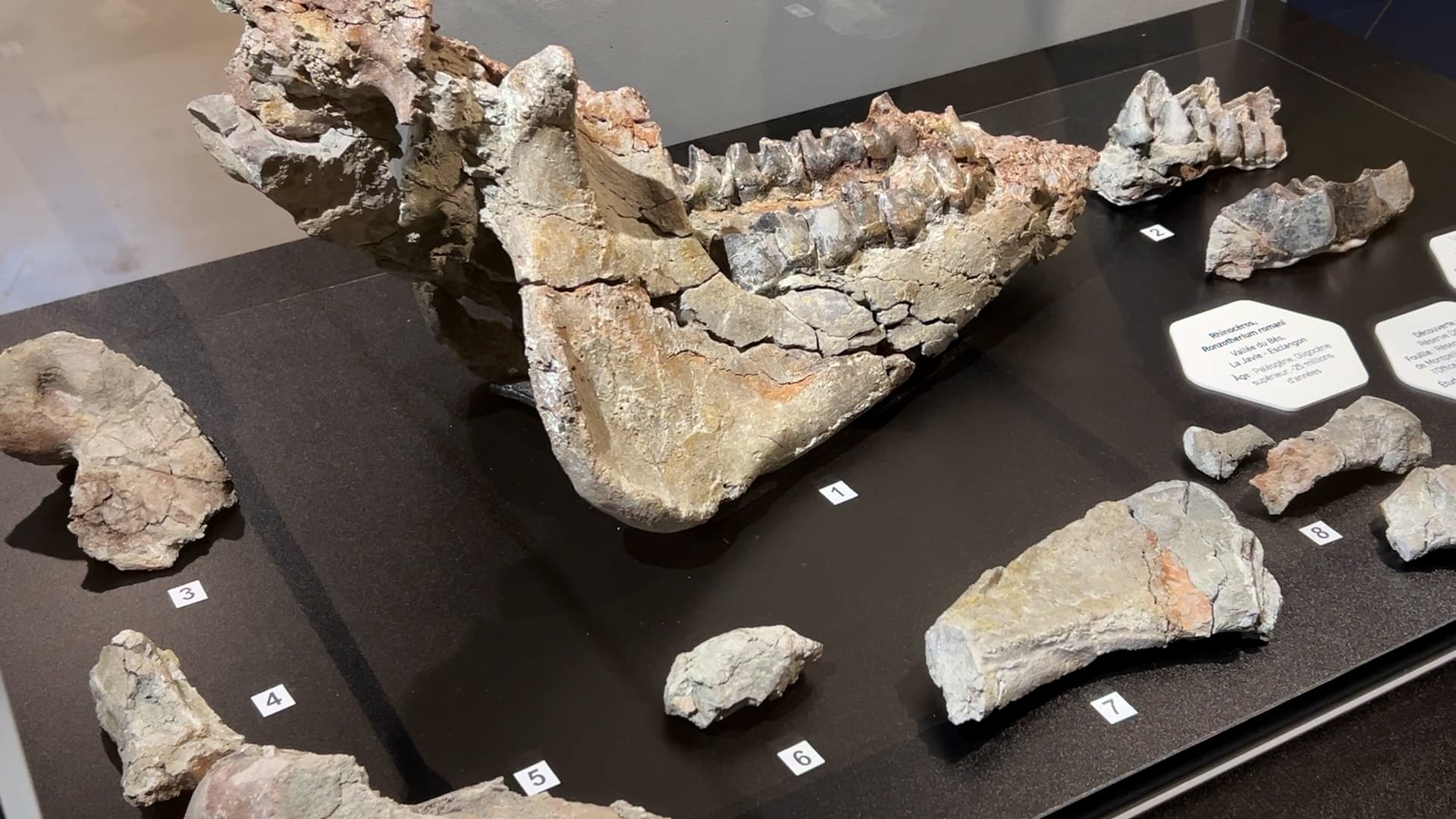 Les ossements de rhinocéros au musée de Préhistoire des Gorges du Verdon à Quinson Les ossements de rhinocéros au musée de Préhistoire des Gorges du Verdon à Quinson